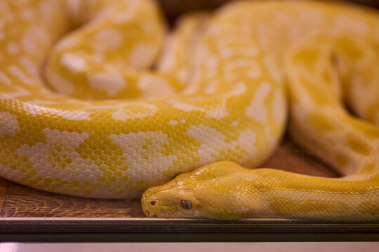 A stunning yellow python lies comfortably in its habitat, its scales shimmering under soft lighting and revealing intricate patterns. The atmosphere is tranquil
