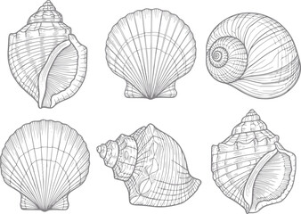 Collection of six detailed line of various seashells © Ripa_Moni