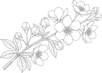 Fototapeta premium Delicate line of a blooming cherry blossom branch with buds and leaves