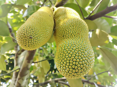 Cempedak is a tropical fruit that is elongated in shape and has small thorns on its skin, similar to jackfruit but generally smaller. This fruit has a very fragrant aroma and sweet, thick, and soft fl