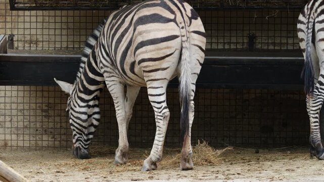 A zebra lowers its head to graze on the ground, calmly feeding in a zoo environment