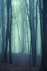 Obraz premium Moody and creepy ambience inside a forest during a foggy day in the mountains