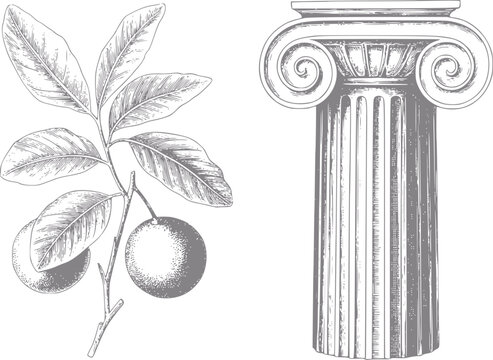 Vintage of orange branch and ionic column