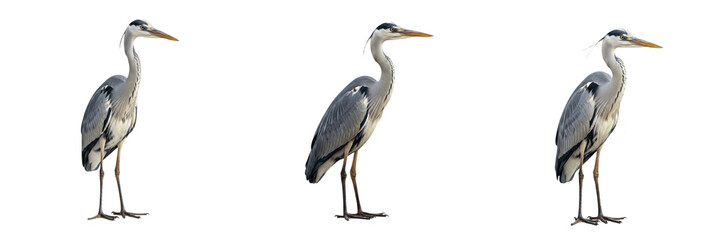 Fototapeta premium Grey Heron Bird PNG Set, Standing Waterbird Clipart Elements, Great Blue Heron Wildlife Illustrations, Realistic Wetland Bird Graphics for Nature Designs, Educational Material, Sublimation Projects an