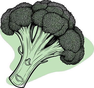 broccoli, black and white sketch: detailed inflorescences, stem outline and light green background Vector illustration. For menus, packaging, healthy lifestyle content and educational materials.