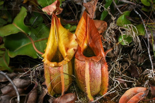 Two pitchers of the carnivorous pitcher plant Nepenthes veitchii, Kelabit Highlands, Borneo, Malaysia