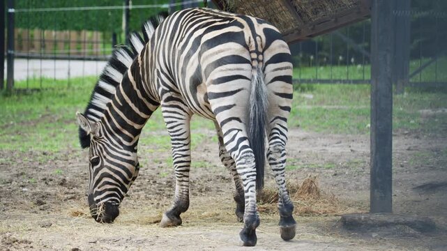 A zebra lowers its head to graze on the ground, calmly feeding in a zoo environment