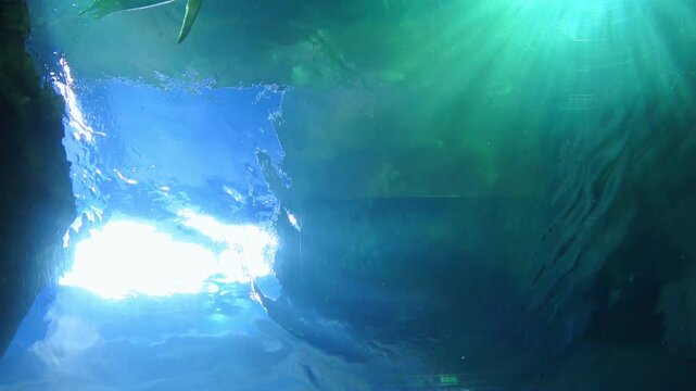 Low angle shot of flock of Gentoo penguins, Pygoscelis Papua, swimming freely underwater. 4K