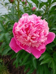 Obraz premium pink peony flower