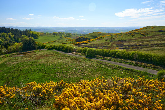 Bright gorse blooms frame Scottish countryside.