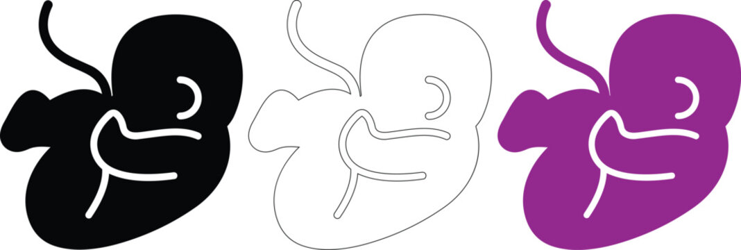 Human embryo development vector illustration featuring fetus icons in black purple and outline styles for pregnancy education and prenatal health topics design.
