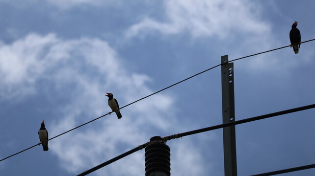 The image features four birds perched along a thin wire set against a partly cloudy sky. The birds are evenly spaced, with some facing different directions, creating a sense of balance and movement