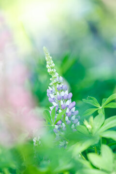 Soft focus purple and white lupine flowers in a field