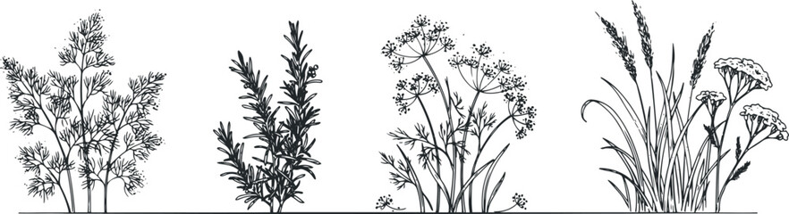 Fototapeta premium Hand drawn culinary herb and grass set