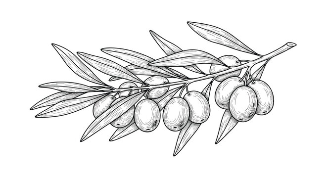 Detailed hand-drawn illustration of a healthy olive branch laden with ripe fruit and slender leaves on a white background.