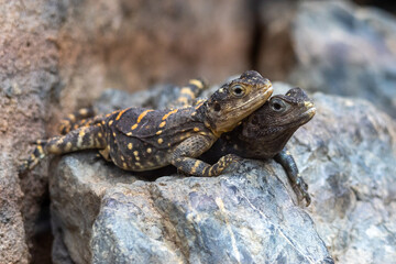 Fototapeta premium Posing lizards