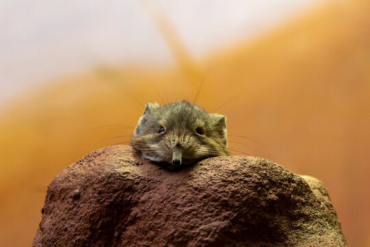 Cute and tiny Elephant Shrew