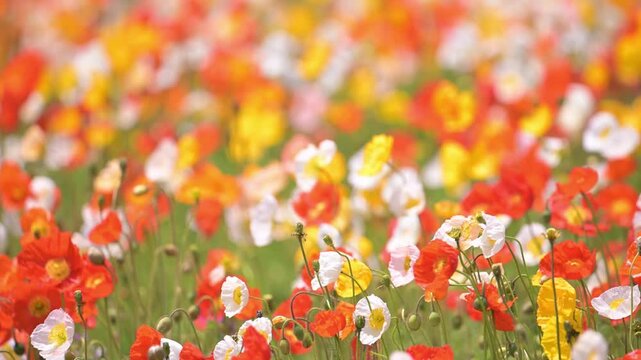 カラフルなポピーの花