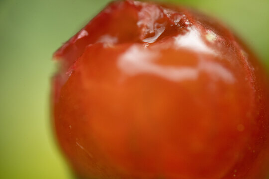 beere makro nah frucht rot