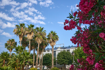 Fototapeta premium Palm trees bloom in Valencia's spring.