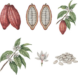 Obraz premium Detailed vintage cacao pod and bean illustration