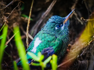 Fototapeta premium Small green and blue hummingbird fledgling resting on the ground in the wild forests of Colombia