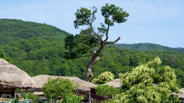 thatched houses and pine trees
