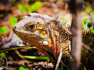 Fototapeta premium Vibrant green and orange iguana resting in its natural habitat in Colombia, showcasing detailed scales and a sharp profile of the lizard's face