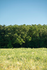Niebo, las, pole zboża. Sky, forest, grain field. © tom