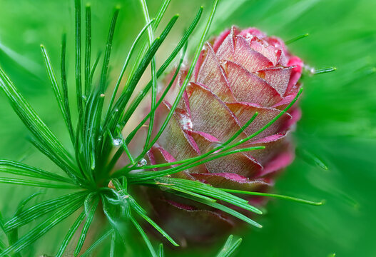 Larch strobilus: young ovulate cone on a larch branch.