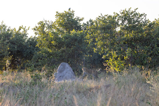 leopard next to termite mount in magotho