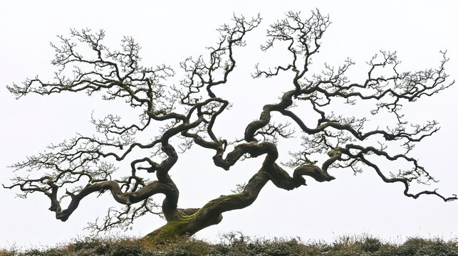 unnatural. A single twisted willow tree with gnarled branches against a plain sky. lifestyle magazines, social media lookbooks, designed for influencer and brand collaborations.