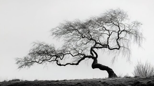 unnatural. A single twisted willow tree with gnarled branches against a plain sky. lifestyle magazines, social media lookbooks, designed for influencer and brand collaborations.