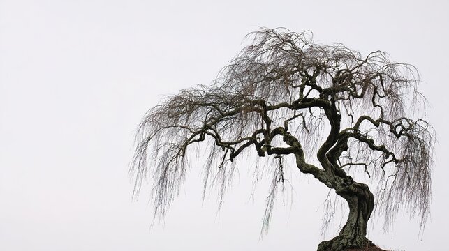 unnatural. A single twisted willow tree with gnarled branches against a plain sky. lifestyle magazines, social media lookbooks, designed for influencer and brand collaborations.
