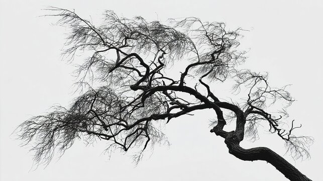 unnatural. A single twisted willow tree with gnarled branches against a plain sky. lifestyle magazines, social media lookbooks, designed for influencer and brand collaborations.