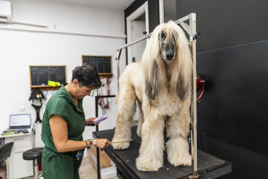 Professional groomer carefully combing the long hair of a beautiful afghan hound on a grooming table, providing specialized pet care