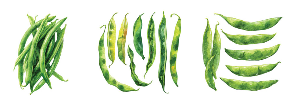 Vector illustration set, My Watercolor illustration, set of green beans. Watercolor painting isolated on a white background, an EPS painting design, Hand-painted style, vectorized