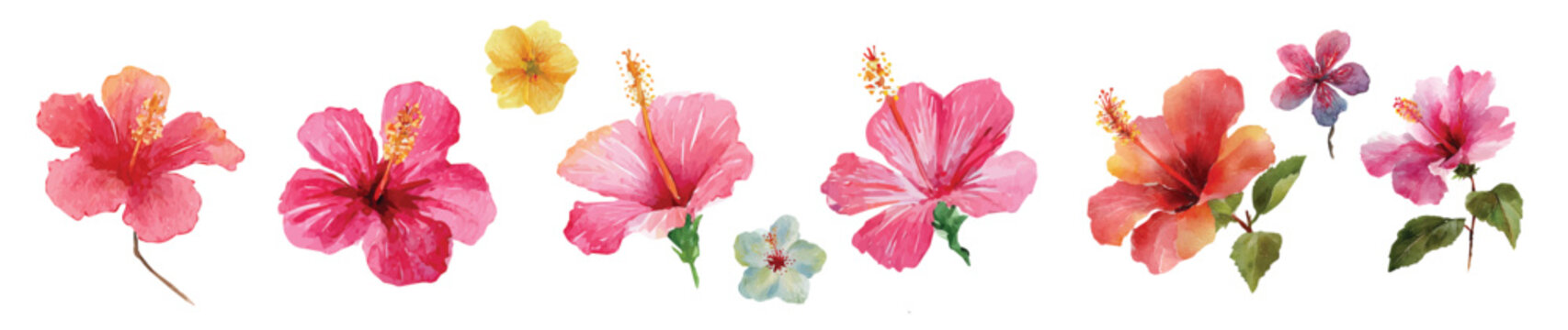 Vector illustration set, My Watercolor illustration, set of hibiscus flowers. Watercolor painting isolated on a white background, an EPS painting design, Hand-painted style, vectorized