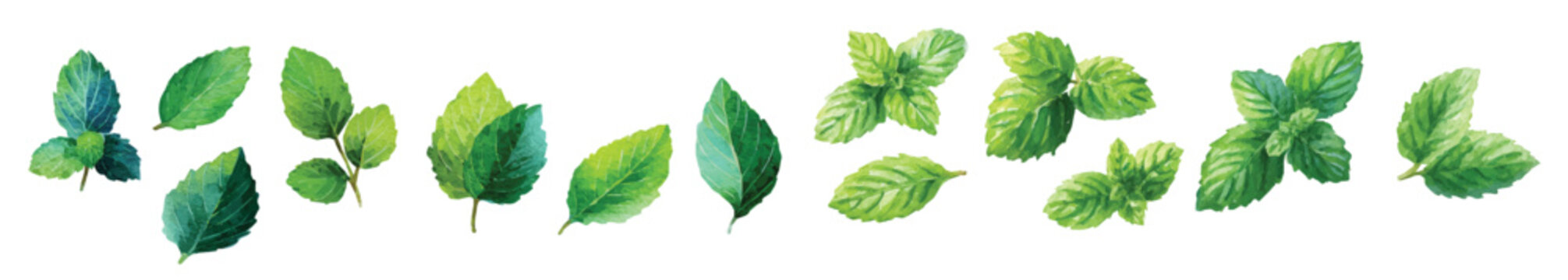 Vector illustration set, My Watercolor illustration, set of mint leaves. Watercolor painting isolated on a white background, an EPS painting design, Hand-painted style, vectorized