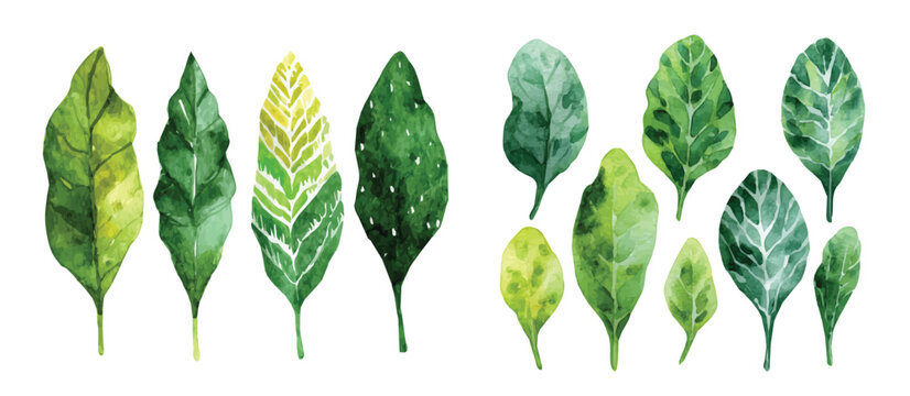 Vector illustration set, My Watercolor illustration, set of sorrel leaves. Watercolor painting isolated on a white background, an EPS painting design, Hand-painted style, vectorized