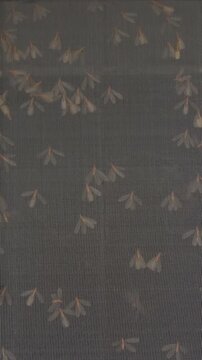 Vertical video. Close Up Swarm of Flying Termites Covering Mosquito Screen Door at Night, Tropical Insect Invasion Near Home Window and Artificial Light