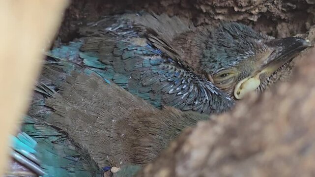 Newborn Indian roller baby birds in nest, wild avian chicks with blue feathers resting in natural hollow, close up of young hatchlings in tree