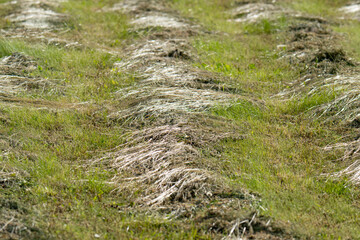 Dry hay on a meadow © ksena32