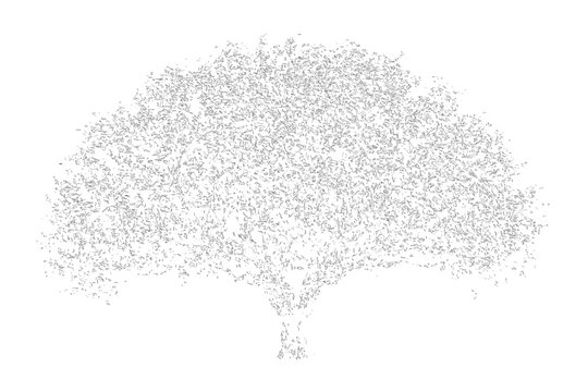 Hand drawn sketch of a large spreading deciduous tree