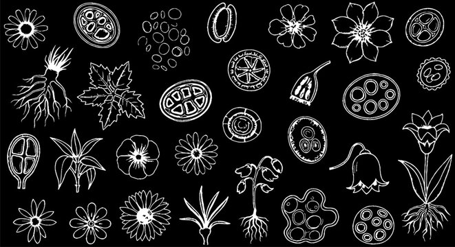 Detailed Collection of Microscopic Organisms and Plant Cells Illustration.