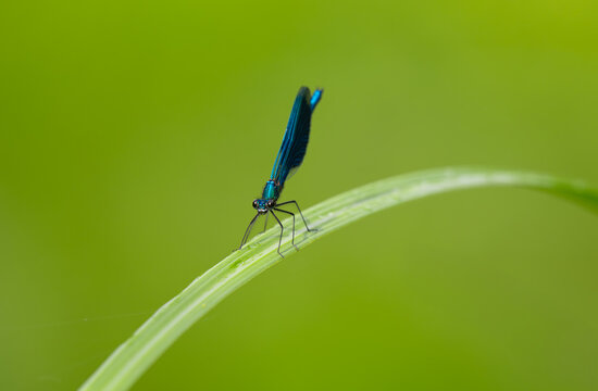 Blue-winged demoiselle