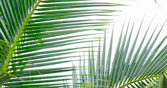 Close-up shot of palm tree leaves slow motion 