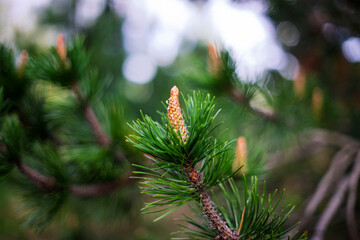 Fototapeta premium Young pine shoot with fresh spring growth and soft forest bokeh