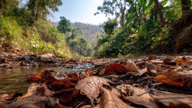 Forest floor covered in fallen leaves with shallow stream and distant hills