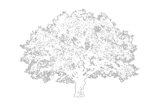 Hand drawn sketch of a large deciduous tree